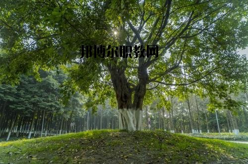 四川檔案學校2020年報名條件、招生要求、招生對象
